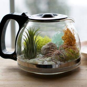 terrarium,สวนในขวด,สวนในขวดแก้ว,ขวดแก้ว,ขายส่ง,ขายส่งขวดแก้ว