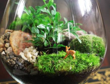 terrarium,สวนในขวด,สวนในขวดแก้ว,ขวดแก้ว,ขายส่ง,ขายส่งขวดแก้ว