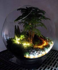 terrarium,สวนในขวด,สวนในขวดแก้ว,ขวดแก้ว,ขายส่ง,ขายส่งขวดแก้ว