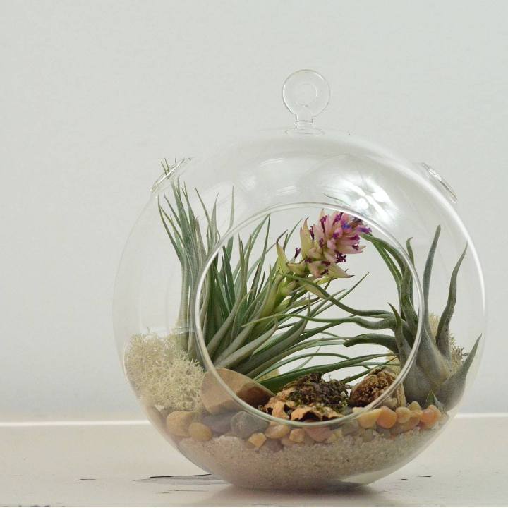 terrarium,สวนในขวด,สวนในขวดแก้ว,ขวดแก้ว,ขายส่ง,ขายส่งขวดแก้ว