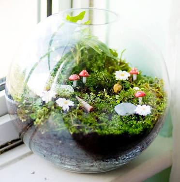 terrarium,สวนในขวด,สวนในขวดแก้ว,ขวดแก้ว,ขายส่ง,ขายส่งขวดแก้ว