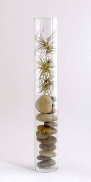 terrarium,สวนในขวด,สวนในขวดแก้ว,ขวดแก้ว,ขายส่ง,ขายส่งขวดแก้ว