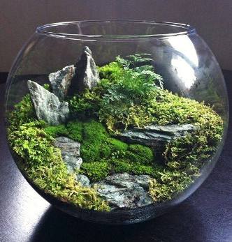 terrarium,สวนในขวด,สวนในขวดแก้ว,ขวดแก้ว,ขายส่ง,ขายส่งขวดแก้ว