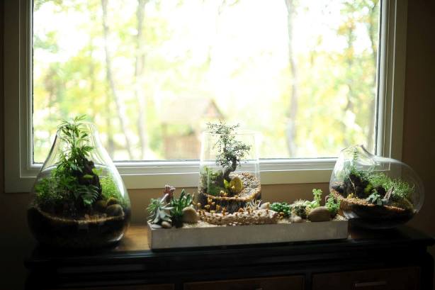 terrarium,สวนในขวด,สวนในขวดแก้ว,ขวดแก้ว,ขายส่ง,ขายส่งขวดแก้ว