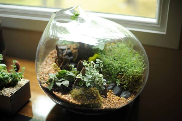 terrarium,สวนในขวด,สวนในขวดแก้ว,ขวดแก้ว,ขายส่ง,ขายส่งขวดแก้ว