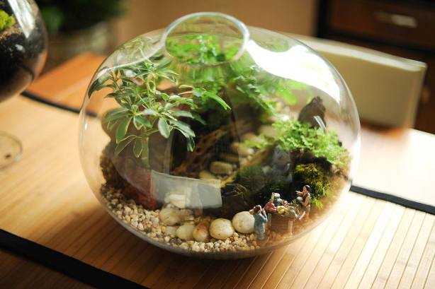 terrarium,สวนในขวด,สวนในขวดแก้ว,ขวดแก้ว,ขายส่ง,ขายส่งขวดแก้ว