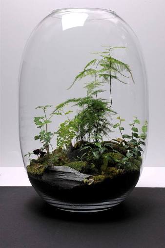 terrarium,สวนในขวด,สวนในขวดแก้ว,ขวดแก้ว,ขายส่ง,ขายส่งขวดแก้ว