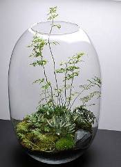 terrarium,สวนในขวด,สวนในขวดแก้ว,ขวดแก้ว,ขายส่ง,ขายส่งขวดแก้ว