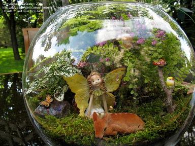 terrarium,สวนในขวด,สวนในขวดแก้ว,ขวดแก้ว,ขายส่ง,ขายส่งขวดแก้ว