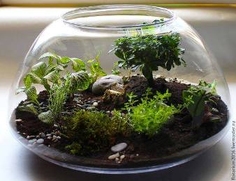 terrarium,สวนในขวด,สวนในขวดแก้ว,ขวดแก้ว,ขายส่ง,ขายส่งขวดแก้ว