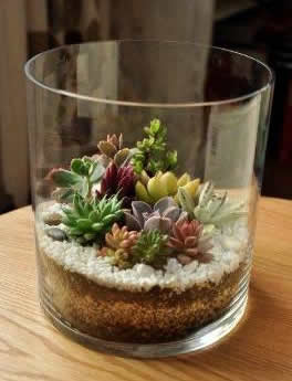 terrarium,สวนในขวด,สวนในขวดแก้ว,ขวดแก้ว,ขายส่ง,ขายส่งขวดแก้ว