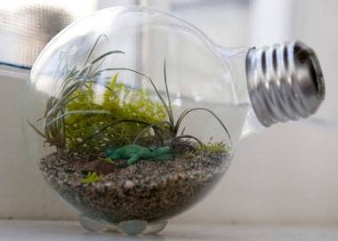 terrarium,สวนในขวด,สวนในขวดแก้ว,ขวดแก้ว,ขายส่ง,ขายส่งขวดแก้ว