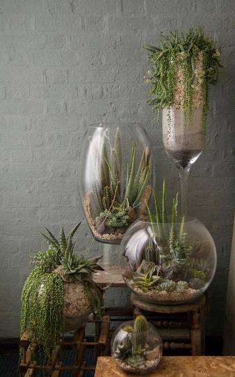 terrarium,สวนในขวด,สวนในขวดแก้ว,ขวดแก้ว,ขายส่ง,ขายส่งขวดแก้ว