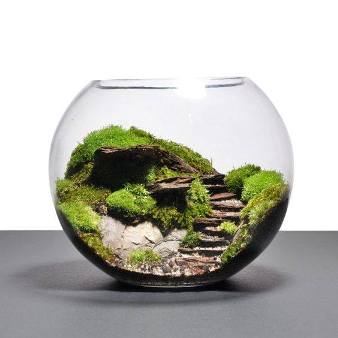 terrarium,สวนในขวด,สวนในขวดแก้ว,ขวดแก้ว,ขายส่ง,ขายส่งขวดแก้ว