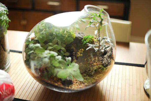 terrarium,สวนในขวด,สวนในขวดแก้ว,ขวดแก้ว,ขายส่ง,ขายส่งขวดแก้ว