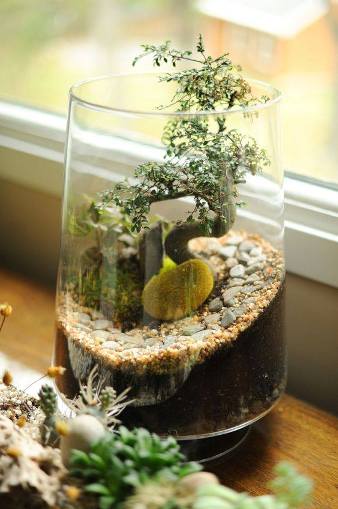 terrarium,สวนในขวด,สวนในขวดแก้ว,ขวดแก้ว,ขายส่ง,ขายส่งขวดแก้ว