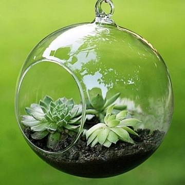 terrarium,สวนในขวด,สวนในขวดแก้ว,ขวดแก้ว,ขายส่ง,ขายส่งขวดแก้ว