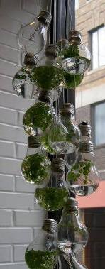 terrarium,สวนในขวด,สวนในขวดแก้ว,ขวดแก้ว,ขายส่ง,ขายส่งขวดแก้ว