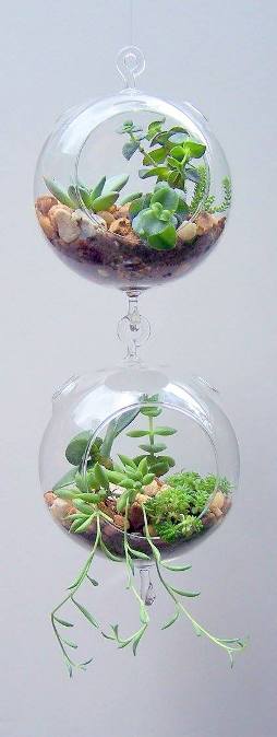 terrarium,สวนในขวด,สวนในขวดแก้ว,ขวดแก้ว,ขายส่ง,ขายส่งขวดแก้ว