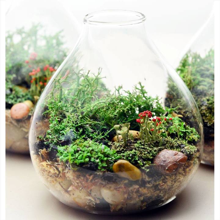 terrarium,สวนในขวด,สวนในขวดแก้ว,ขวดแก้ว,ขายส่ง,ขายส่งขวดแก้ว