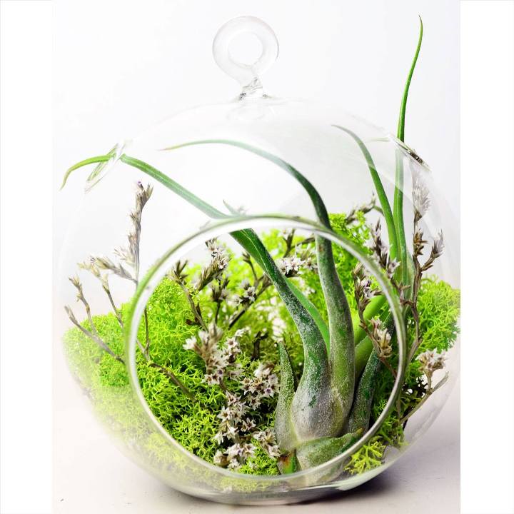 terrarium,สวนในขวด,สวนในขวดแก้ว,ขวดแก้ว,ขายส่ง,ขายส่งขวดแก้ว